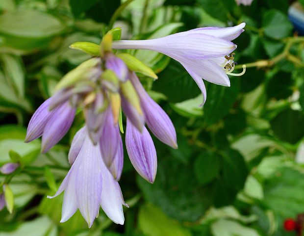 funkia, hosta Hosta undulata