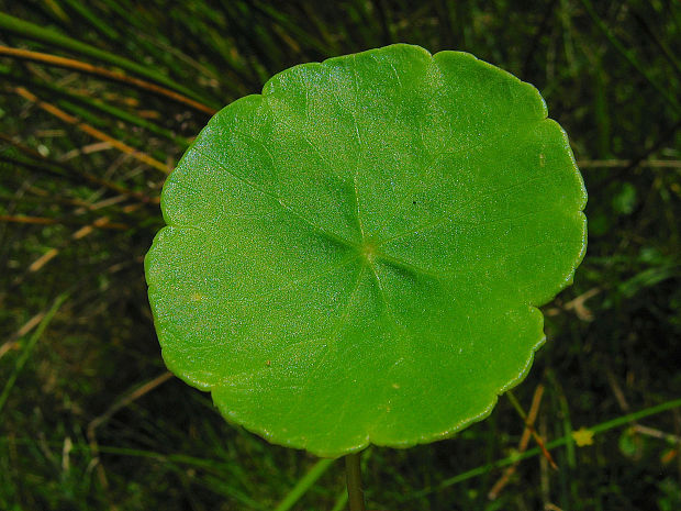 pupkovník obyčajný Hydrocotyle vulgaris L.