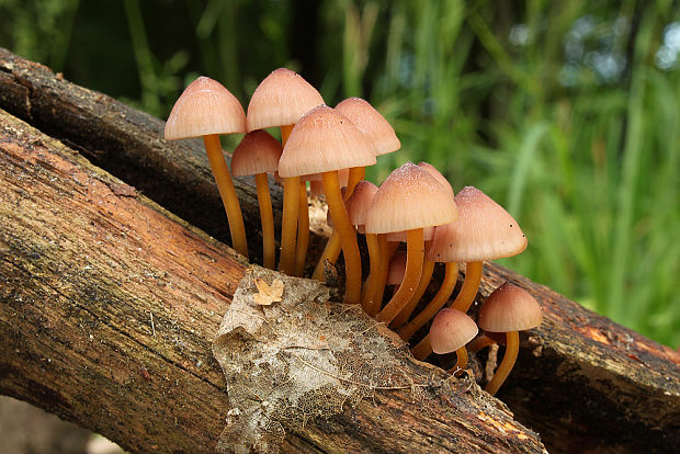 prilbička žltohlúbiková Mycena renati Quél.