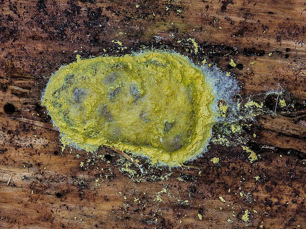 slizovka Myxomycetes