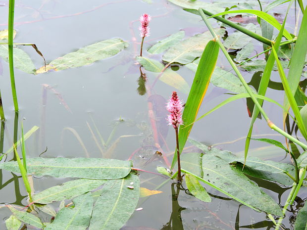 horčiak obojživelný Persicaria amphibia (L.) Delarbre