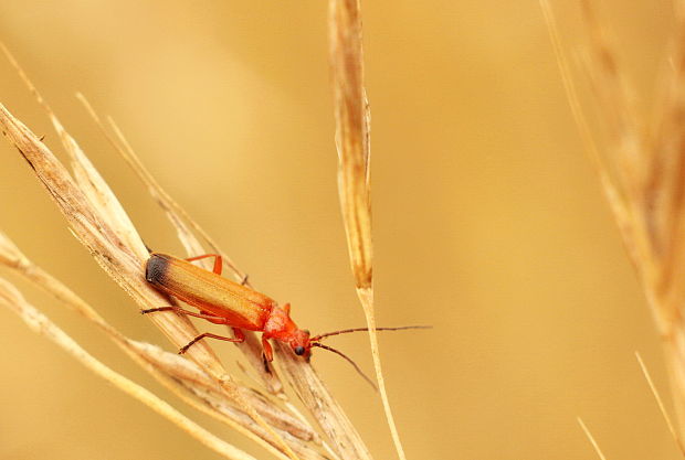 snehulčík žltý Rhagonycha fulva