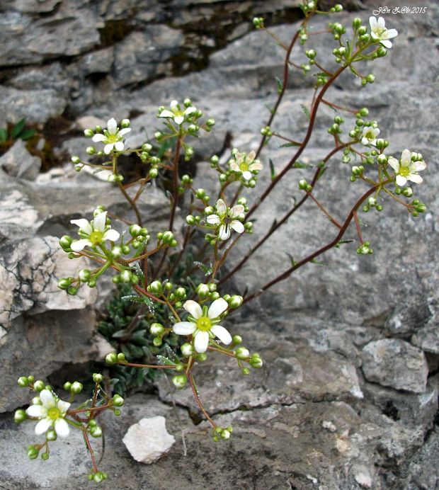 lomikameň  Saxifraga crustata Vest