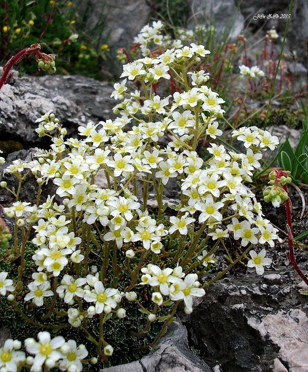 lomikameň metlinatý Saxifraga paniculata Mill.