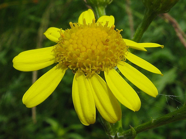 starček bludný Senecio erraticus Bertol.