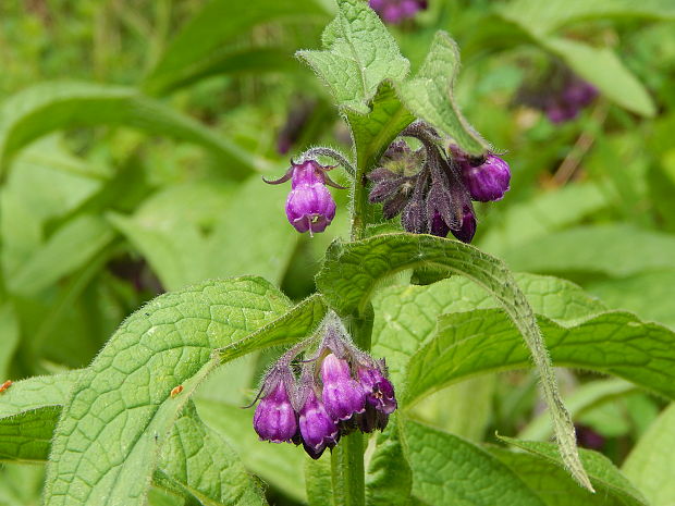 kostihoj lekársky Symphytum officinale L.