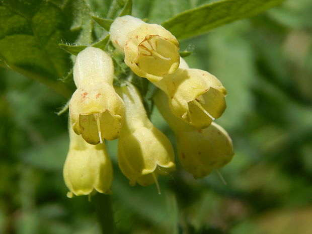 kostihoj hľuznatý Symphytum tuberosum L.