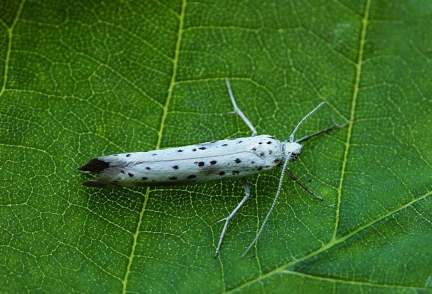 priadzovec slivkový Yponomeuta irrorella