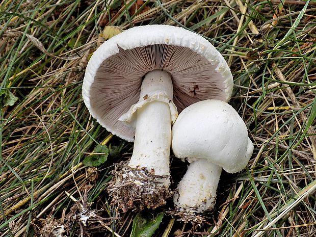 pečiarka Agaricus sp.