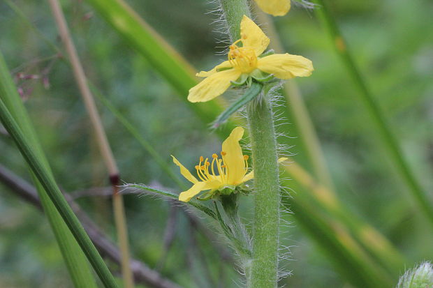 repík lekársky Agrimonia eupatoria L.