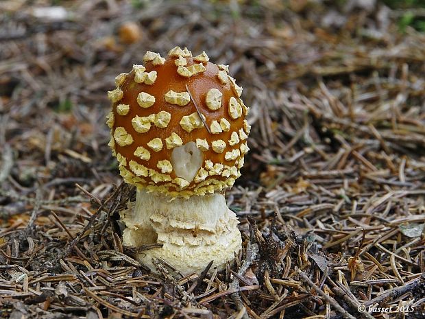 muchotrávka kráľovská Amanita regalis (Fr.) Michael