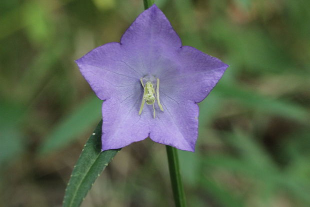 zvonček broskyňolistý Campanula persicifolia L.