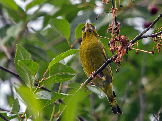 stehlík zelený  Carduelis chloris