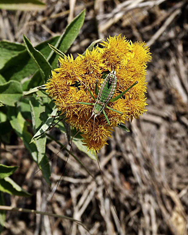 kobylka bielopasa Leptophyes albovittata