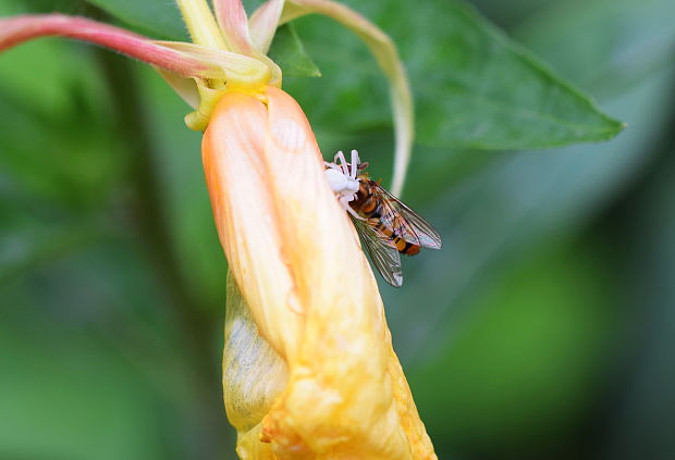 kvetárik dvojtvarý Misumena vatia