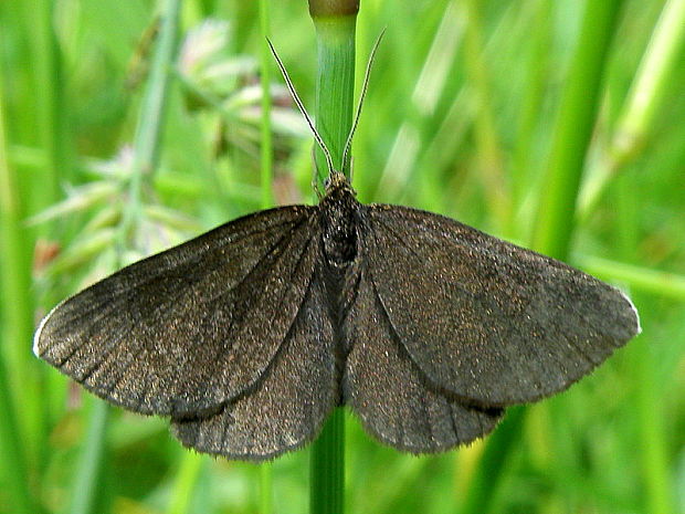 piadivka krkošková  Odezia atrata  Linnaeus 1758