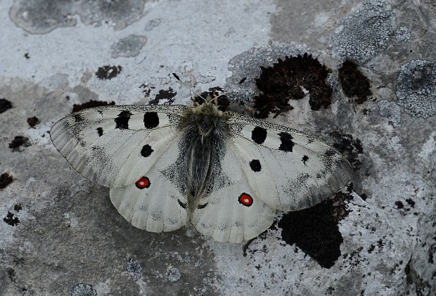 jasoň červenooký Parnassius apollo