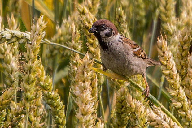 vrabec poľný Passer montanus