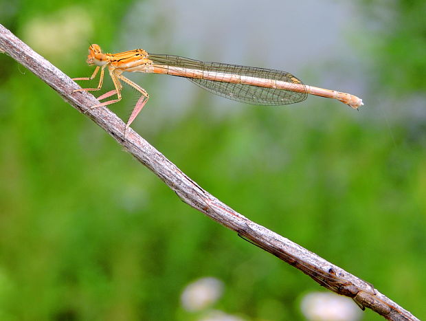 šidielko ploskonohé   Platycnemis pennipes