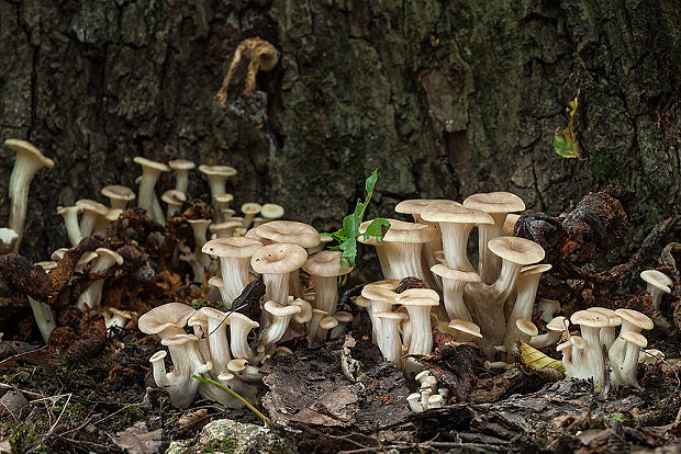 hliva lievikovitá Pleurotus cornucopiae (Paulet) Rolland