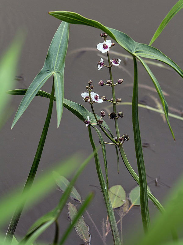 šípovka vodná Sagittaria sagittifolia L.