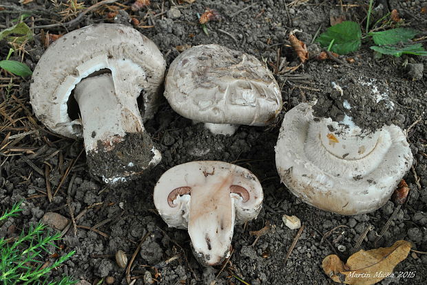 pečiarka Agaricus subfloccosus (J.E. Lange) Hlaváček