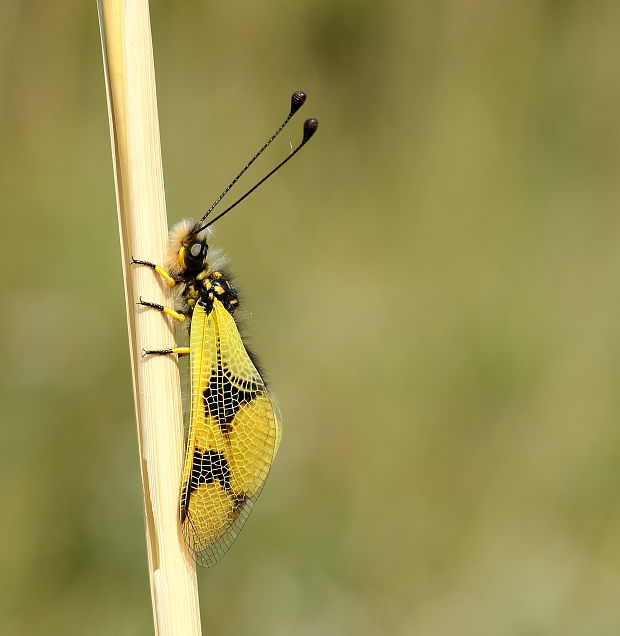 askalafus škvrnitokrídly  Ascalaphus macaronius