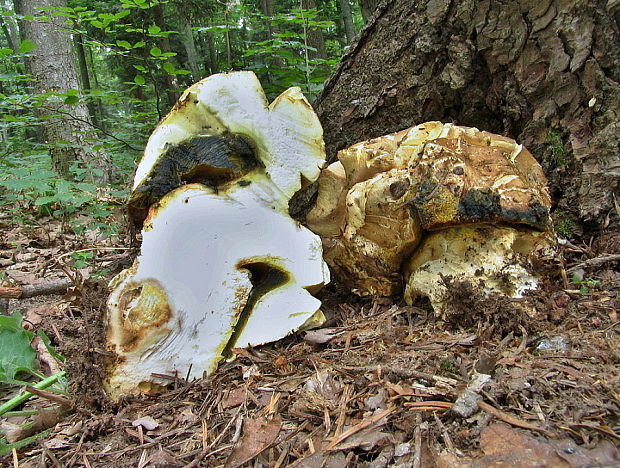 hríb Boletus sp.