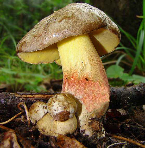 hríb striebristý Butyriboletus fechtneri (Velen.) D. Arora & J.L. Frank