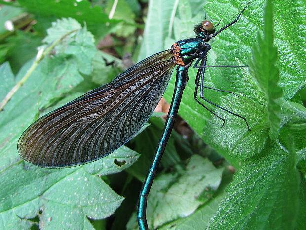 motýlice obecná Calopteryx virgo