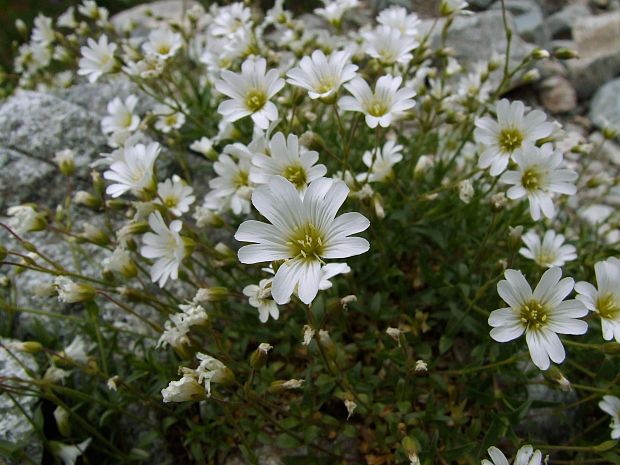 rožec roľný žľaznatý Cerastium arvense subsp. glandulosum (Kit.) Soó