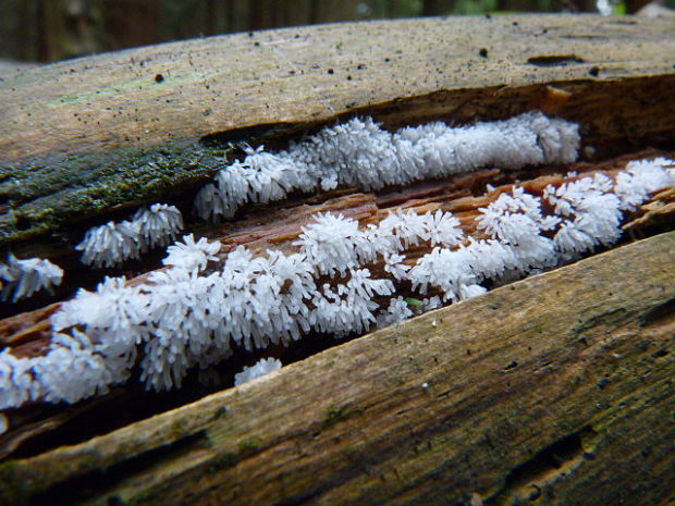 rohačka kríčkovitá Ceratiomyxa fruticulosa var. fruticulosa (O.F. Müll.) T. Macbr