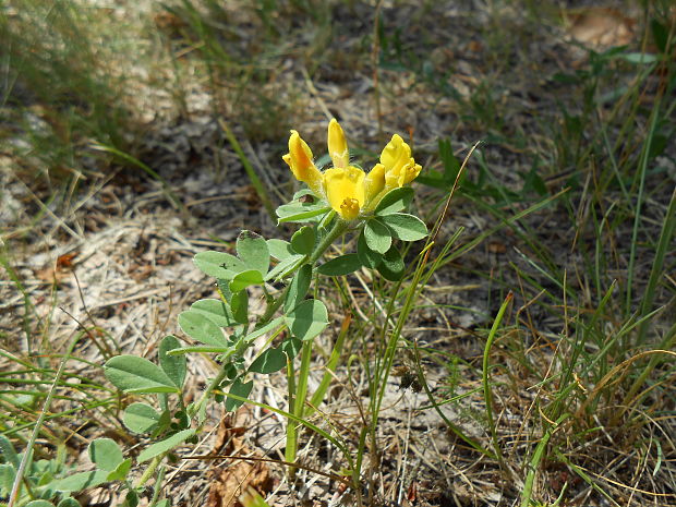 zanoväť nízka Chamaecytisus supinus (L.) Link