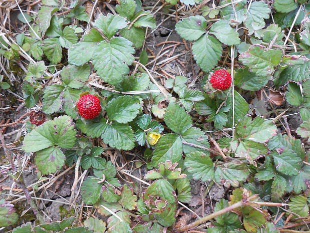 pajahoda indická Duchesnea indica (Andrews) Focke