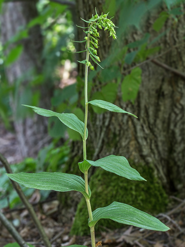 kruštík širokolistý Epipactis helleborine  (L.) Crantz