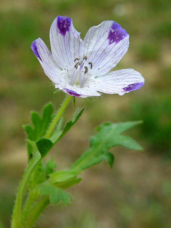 pakost Geranium sp.