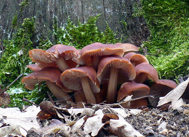 peniazovka vretenovitohlúbiková Gymnopus fusipes (Bull.) Gray