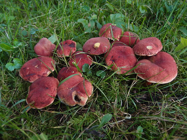 suchohríb karmínový Hortiboletus rubellus (Krombh.) Simonini, Vizzini & Gelardi