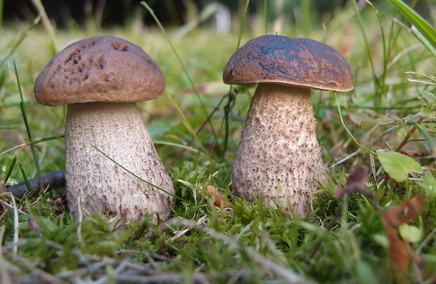 kozák hrabový Leccinum pseudoscabrum (Kallenb.) Šutara