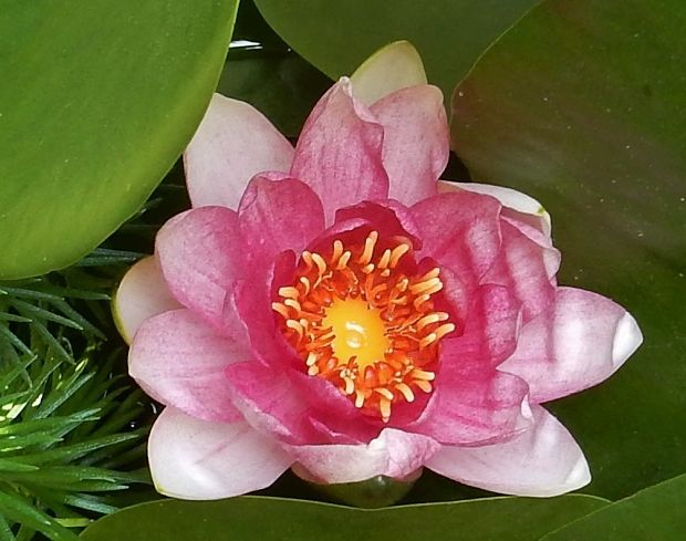 lekno Nymphaea sp.