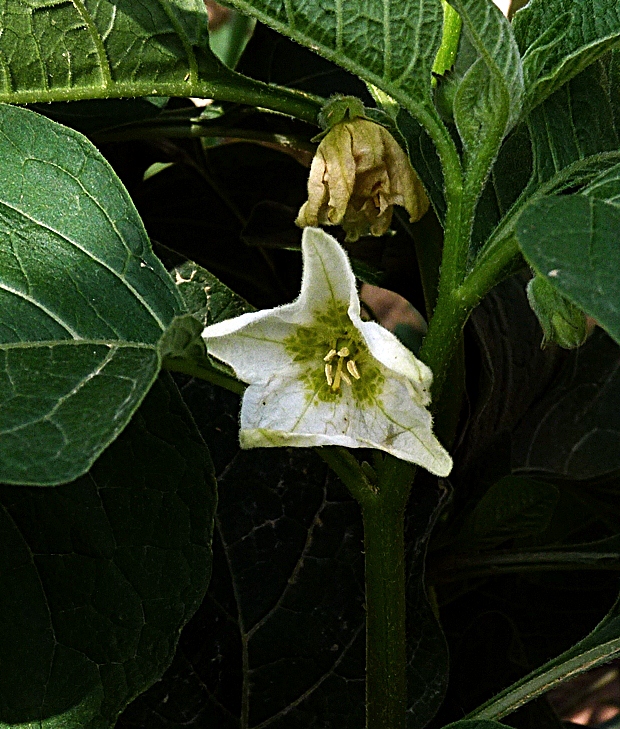 machovka čerešňová Physalis alkekengi L.