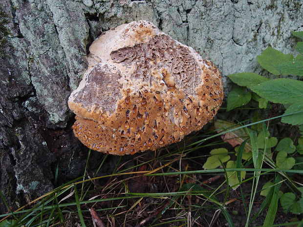 ryšavec slziaci Pseudoinonotus dryadeus (Pers.) T. Wagner & M. Fisch.