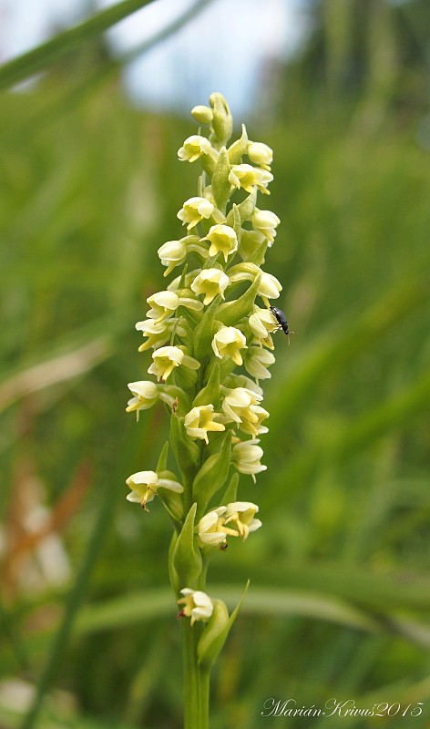 bieloprst belavý Pseudorchis albida (L.) Á. Löve et D. Löve