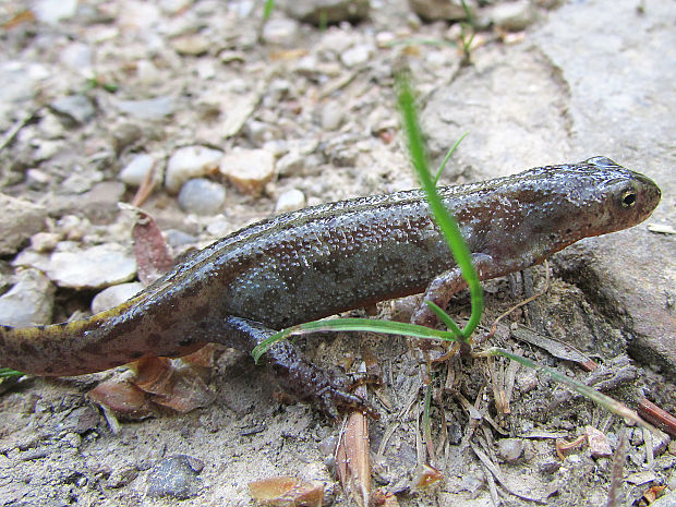 čolek horský Triturus alpestris