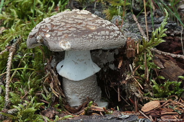 muchotrávka hrubá Amanita excelsa (Fr.) Bertill.