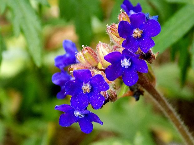 smohla lekárska Anchusa officinalis L.