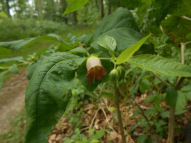 ľuľkovec zlomocný Atropa bella-donna L.