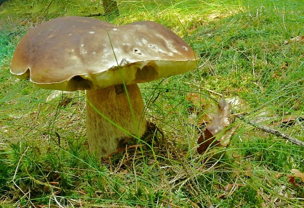 hríb smrekový Boletus edulis Bull.