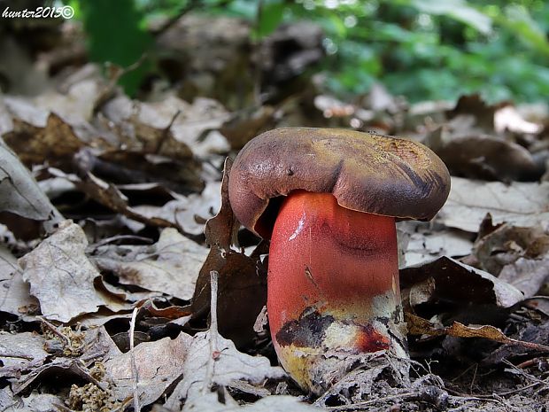 hríb zrnitohlúbikový  Boletus luridiformis