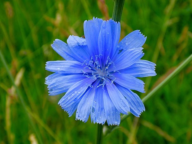 čakanka obyčajná Cichorium intybus L.